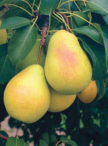 Груша обыкновенная Чижовская